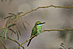 Photo ofLittle Green Bee-eater (Merops orientalis). Photographer: 