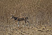 Spotted Deer male