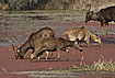 Photo ofSambar Deer (Cervus unicolor). Photographer: 