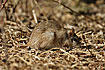 Indian Gerbille a big mice