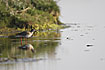 Photo ofCommon Redshank (Tringa totanus). Photographer: 