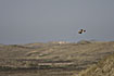 Photo ofRough-legged Buzzard (Buteo lagopus). Photographer: 