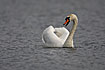 Hute Swan male
