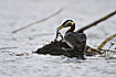 Photo ofRed-necked Grebe (Podiceps grisegena). Photographer: 