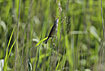 Foto af Rrsanger (Acrocephalus scirpaceus). Fotograf: 