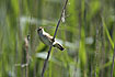 Eurasian Reed-wabler
