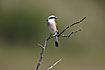 Red-backed Shrike male