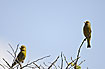 Photo ofEuropean Greenfinch (Carduelis chloris). Photographer: 