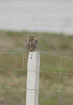 Photo ofLittle Owl (Athene noctua). Photographer: 