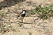 Photo ofHouse Sparrow (Passer domesticus). Photographer: 