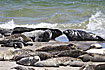 Grey Seal and Common Seal