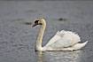 Mute Swan male