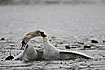 Mute Swan males fighting