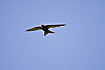 Photo ofCommon Swift (Apus apus). Photographer: 