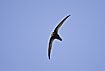Photo ofCommon Swift (Apus apus). Photographer: 