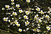 Foto af Vandranunkel (Ranunculus sp. (Batrachium sp.)). Fotograf: 