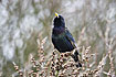 Photo ofCommon Starling (Sturnus vulgaris). Photographer: 