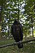 Photo ofRaven (Corvus corax). Photographer: 