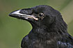 Closeup of a juvinile Raven