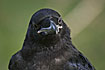 Closeup of juvenile Raven