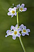 Photo ofWater-violet  (Hottonia palustris). Photographer: 