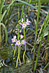 Photo ofWater-violet  (Hottonia palustris). Photographer: 