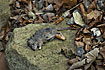 Photo ofBrown Rat (Rattus norvegicus). Photographer: 