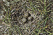 Nest of Northern Lapwing