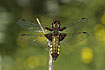 Broad-bodied Chaser