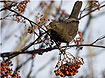 Photo ofCommon Blackbird (Turdus merula). Photographer: 