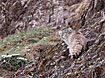 Photo ofPallass Cat (Otocolobus manul (Felis manul)). Photographer: 