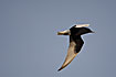 Foto af Hvidvinget Terne (Chlidonias leucopterus). Fotograf: 