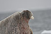 Walrus old male