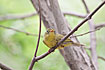 Photo ofBianchis Warbler (Seicercus valentini). Photographer: 