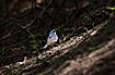 Photo ofSiberian Blue Robin (Luscinia cyane). Photographer: 