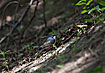 Photo ofSiberian Blue Robin (Luscinia cyane). Photographer: 