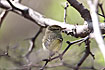 Photo ofYellow-browed Warbler (Phylloscopus inornatus). Photographer: 
