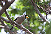 Japanese Grosbeak male