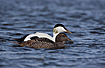 A pair of Eiders