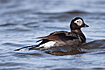Photo ofLong-tailed Duck (Clangula hyemalis). Photographer: 