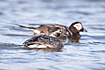 A pair of Long-tailed Ducks