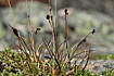 Foto af Bue -Star (Carex misandra). Fotograf: 
