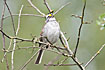 Photo ofWhite-throated Sparrow  (Zonotrichia albicollis). Photographer: 