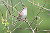 Photo ofWhite-throated Sparrow  (Zonotrichia albicollis). Photographer: 