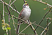 White-throated Sparrow male