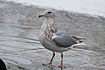 Glaucous-winged Gulle adult winter