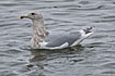 Photo ofGlaucous-winged Gull (Larus glaucescens). Photographer: 
