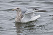 Glaucous-winge Gull adult winter