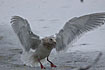 Glaucous-winged Gull adult winter