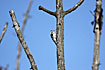 Leser Spotted Woodpecker female